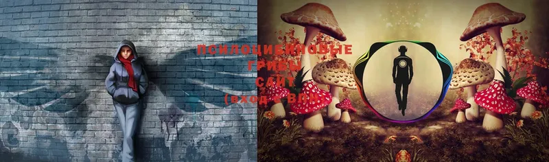 Галлюциногенные грибы Psilocybe  Волоколамск 